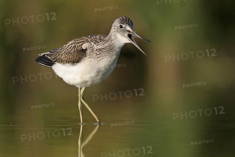 Common Greenshank (Tringa nebularia), Oman