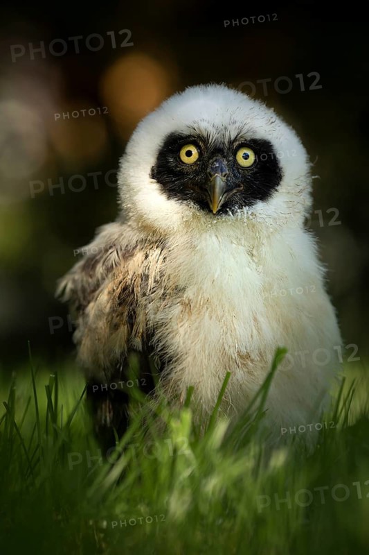 Spectacled Owl (Pulsatrix perspicillata) captive, juvenile, Germany