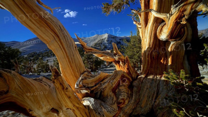 USA, California, a dead tree in the Ancient Bristlecone Pine Forest National Monument, California, USA
