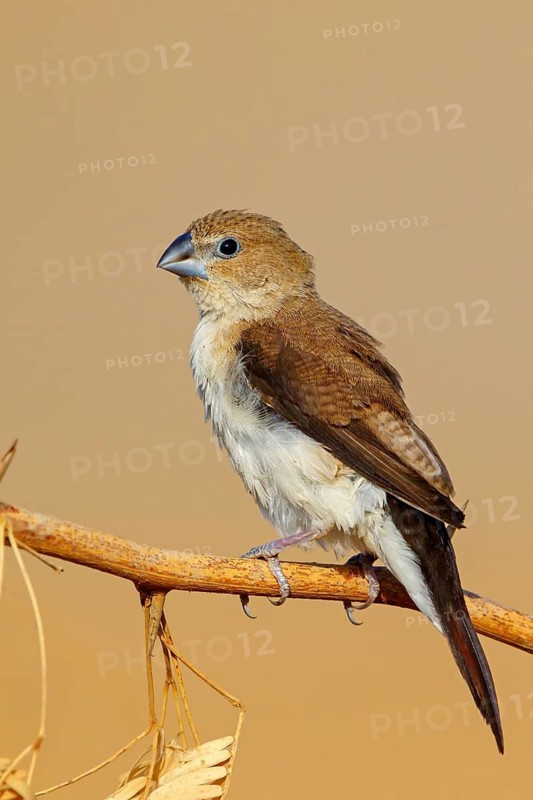 African silverbill, silver beak, silver pheasant, trusting bird, ornamental bird in Europe, family of finches, (Euodice), (Lonchura cantans), perching site, Ayn Tobroq and Ayn Athum junction, Salalah, Dhofar, Oman