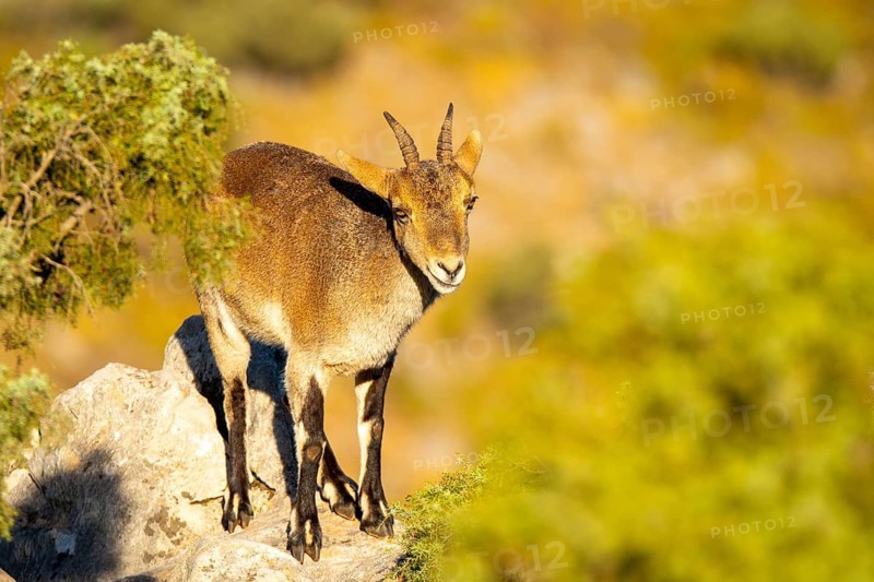 An Iberian ibex stands gracefully on rocky terrain, surrounded by lush greenery. Its sturdy horns and agile stance highlight its adaptation to the mountainous habitat