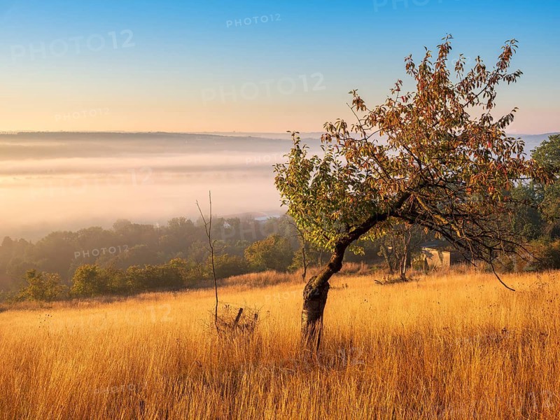 Morning atmosphere in the Saale Valley near the village of Eulau in autumn, fog sweeping through the valley, tall grass and an old cherry tree in front, Naumburg, Saxony-Anhalt, Germany