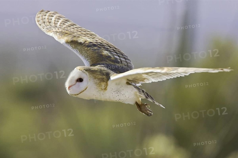 Western Barn Owl (Tyto alba), Arizona, USA