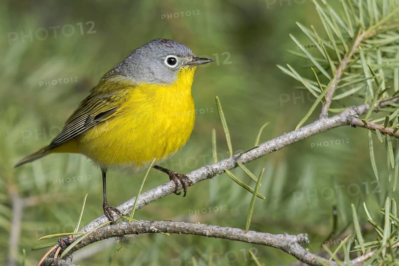 Nashville Warbler (Vermivora ruficapilla) perched on a branch in British Columbia, Canada