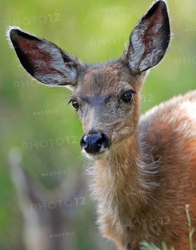 Mule deer, black-tailed deer (Odocoileus hemionus columbianus), lying in the snow, Wyoming, United States