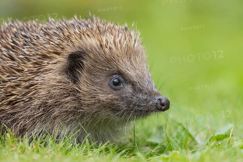European hedgehog (Erinaceus europaeus) adult animal on a garden grass lawn, Suffolk, England, United Kingdom