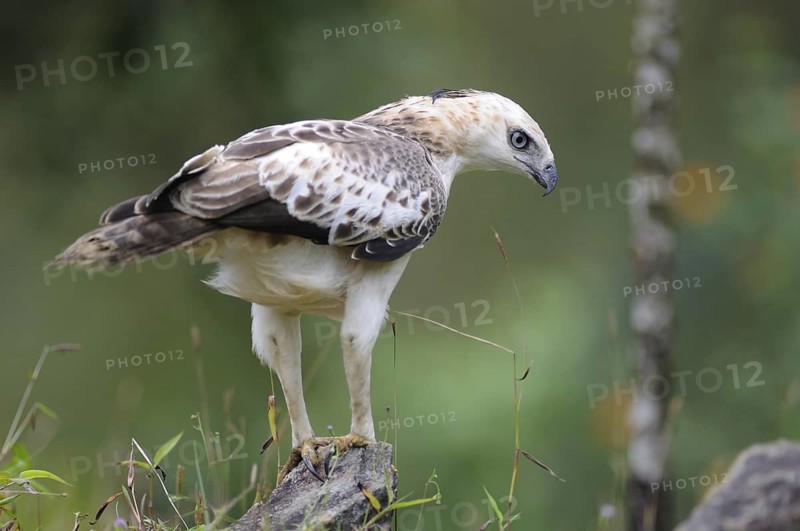 Changeable Hawk-Eagle (Nisaetus cirrhatus), Sri Lanka