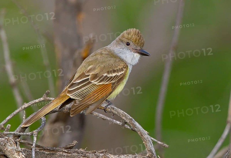 Brown-crested Flycatcher (Myiarchus tyrannulus) male, Arizona, USA