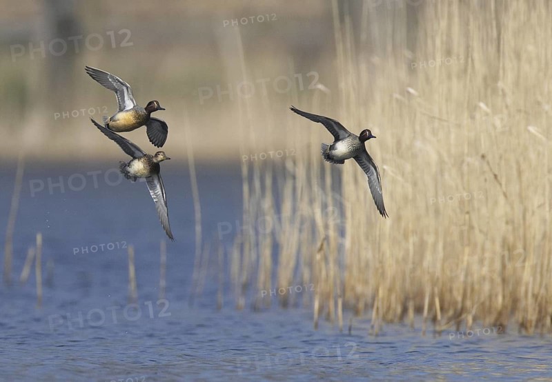 Eurasian Teal (Anas crecca) pair flying, Mecklenburg-Western Pomerania, Germany