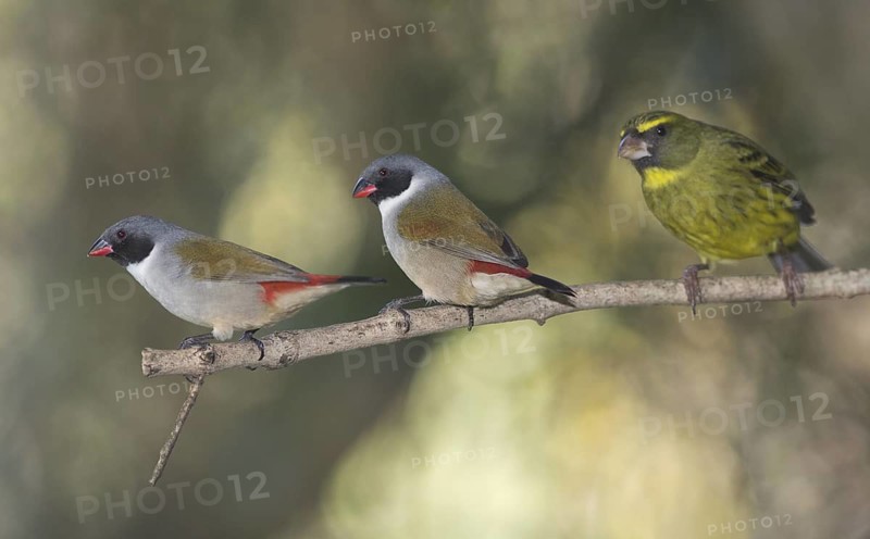 Swee Waxbill & Forest Canary (Coccopygia melanotis & Crithagra scotops), Western Cape, South Africa