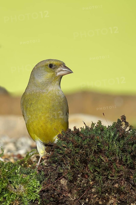 European greenfinch (carduelis chloris), male, sitting on moss, Wilden, North Rhine-Westphalia, Germany