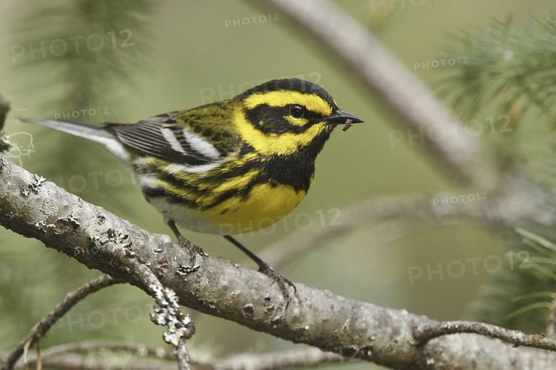 Townsend's Warbler (Setophaga townsendi), British Columbia, Canada