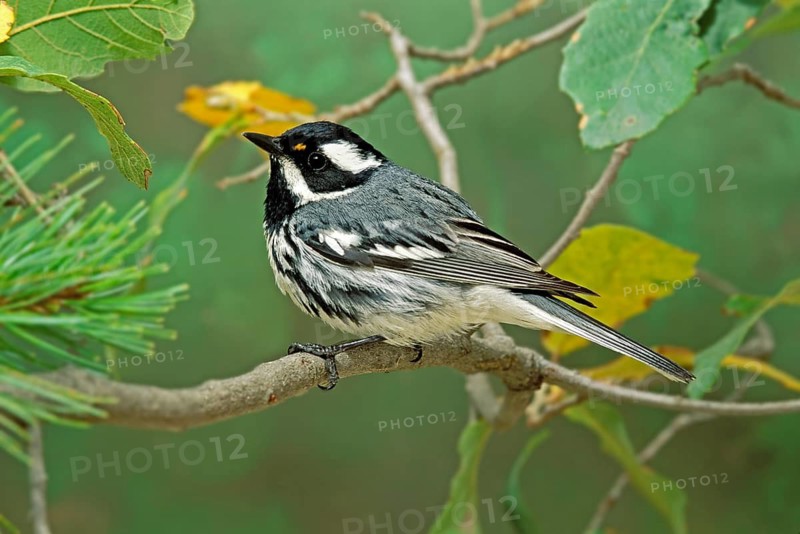 Black-throated Gray Warbler Dendroica nigrescens Santa Catalina Mountains, Tucson, ARIZONA, United States May Adult Male TEMPORARY CAPTIVE Parulidae
