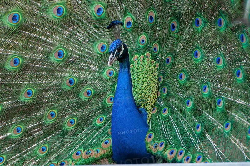Peacock (P. scalloped ribbonfish) in ornamental plumage, Vechta, Lower Saxony, Germany