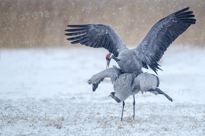 Common Crane (Grus grus) pair mating, Mecklenburg-Western Pomerania, Germany