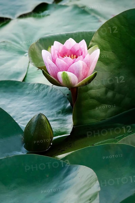 Water lily pond in late summer, water lilies (Nymphaea), Saxony, Germany