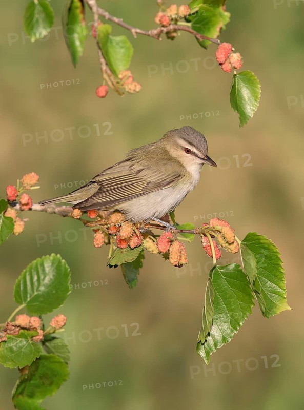 Red-eyed Vireo (Vireo olivaceus) perched on a twig, Texas, USA