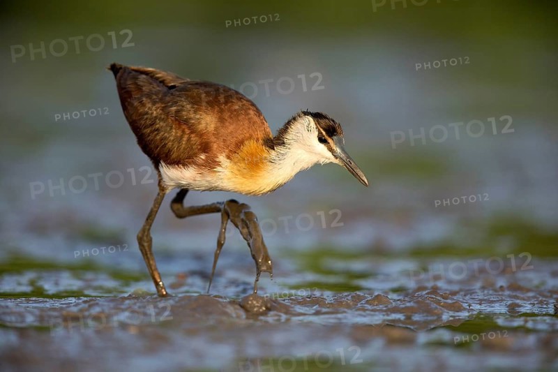 African Jacana (Actophilornis africanus) foraging, Lake Cheleleka, Ethiopia