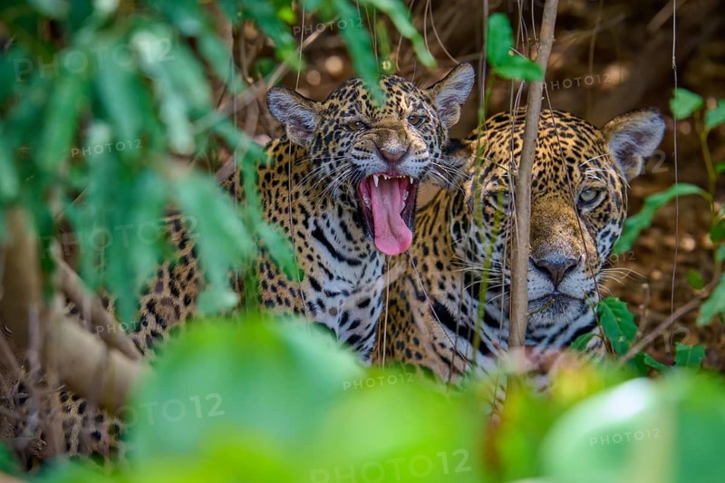 Young jaguar yawns and relaxes next to a silent mate, Jaguar (Panthera onca), Pantanal, Mato Grosso, Brazil