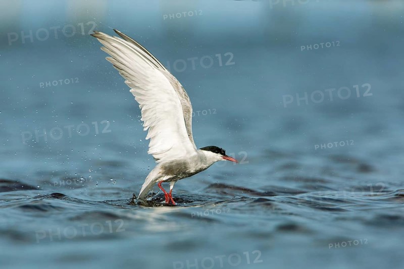 Whiskered Tern (Chlidonias hybrida) flying, Victoria, Australia
