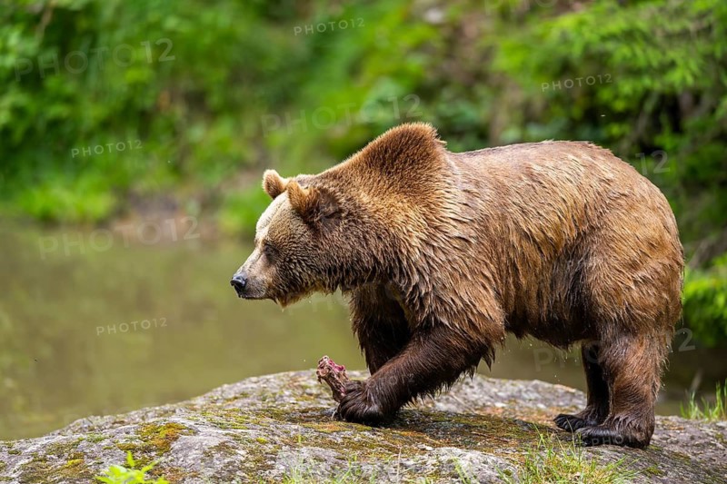 Eurasian brown bear (Ursus arctos arctos) walking on a rock, Bavarian Forest, Bavaria, Germany