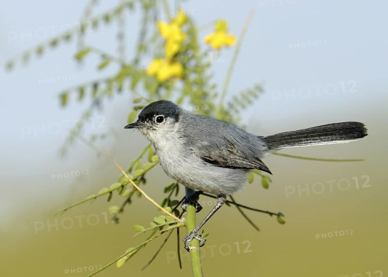 Black-tailed Gnatcatcher (Polioptila melanura), Arizona, USA