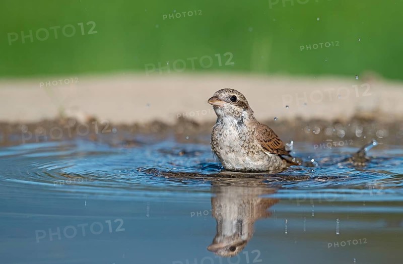 Red-backed Shrike (Lanius collurio) juvenile bathing, Aosta Valley, Italy
