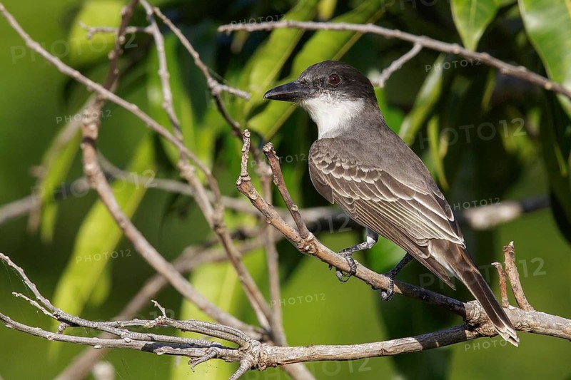 Giant Kingbird (Tyrannus cubensis) perched on a branch in Cuba