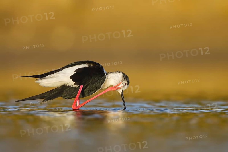 Black-winged Stilt (Himantopus himantopus) male foraging, North Rhine-Westphalia, Germany