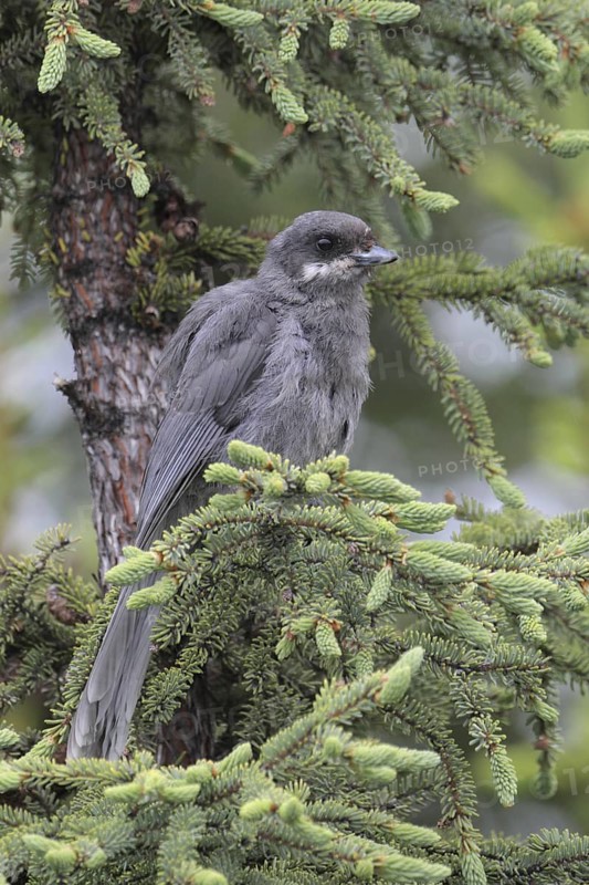 Grey Jay (Perisoreus canadensis), Alaska, USA
