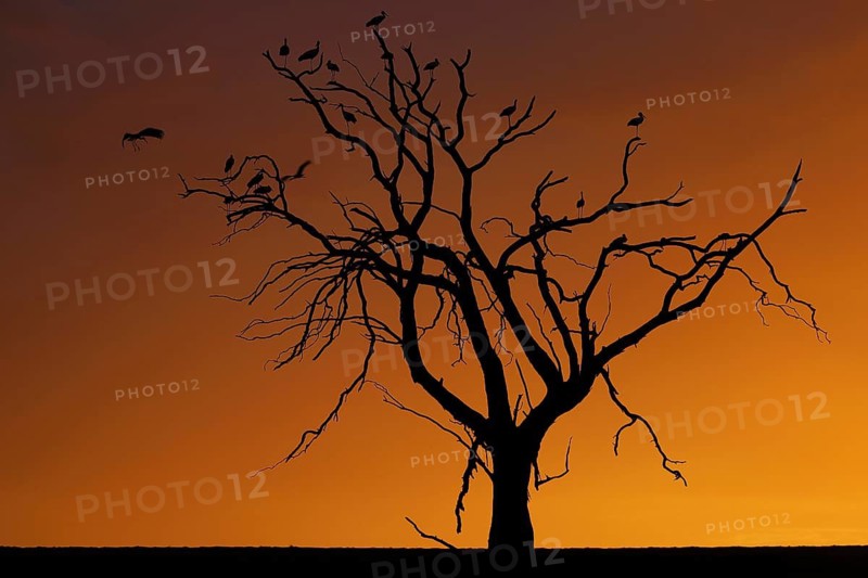 South Africa, Africa, tree against light, sunset, silhouette