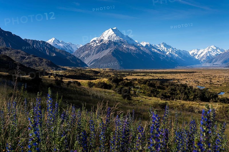 View of Aoraki Mount Cook. In the foreground blue flowering viper's bugloss (Echium vulgare) . Aoraki Mount Cook National Park, Canterbury, South Island, New Zealand