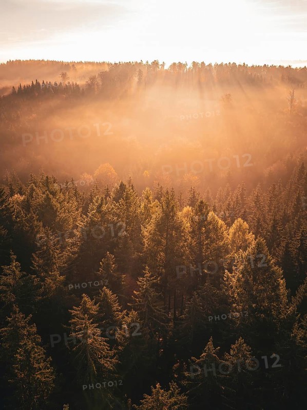A quiet, autumnal morning in the forest at sunrise with golden light and fine mist, Gechingen, Black Forest, Germany