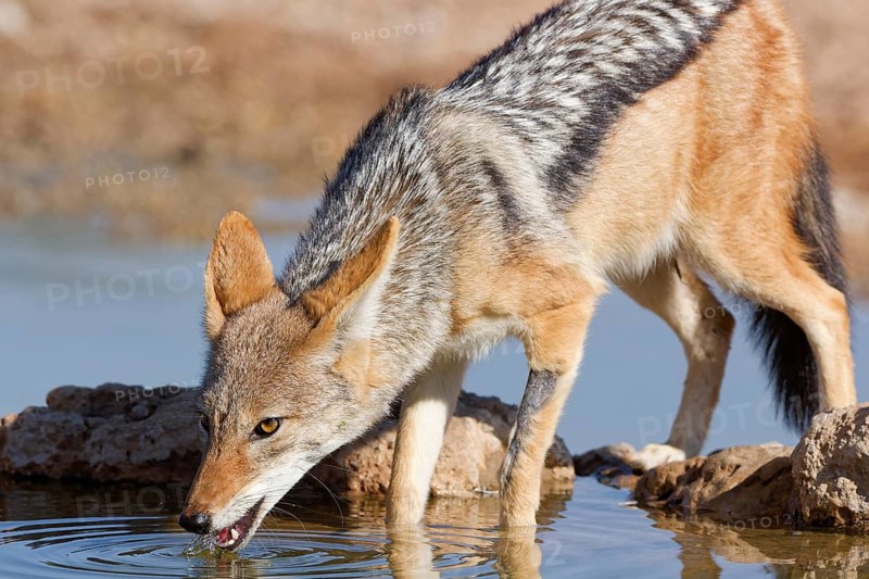 Black-backed jackal (Lupulella mesomelas), adult animal, drinking at a waterhole, Kgalagadi Transfrontier Park, Northern Cape, South Africa