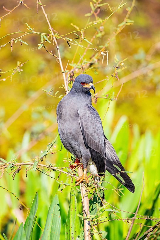 Snail Buzzard (Rostramus sociabilis) Pantanal Brazil