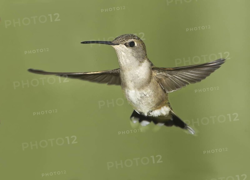 Black-chinned Hummingbird (Archilochus alexandri), Canada