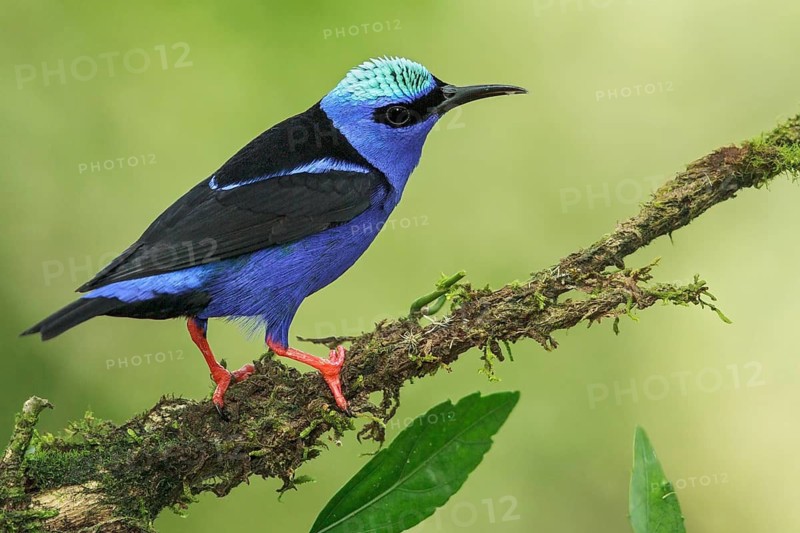 Red-legged Honeycreeper (Cyanerpes cyaneus) perched on a branch in Costa Rica
