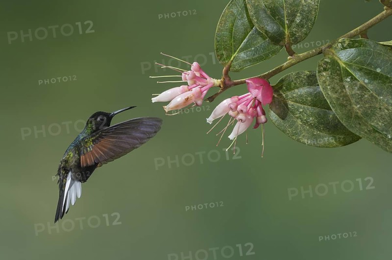 Black-bellied Hummingbird (Eupherusa nigriventris), Costa Rica
