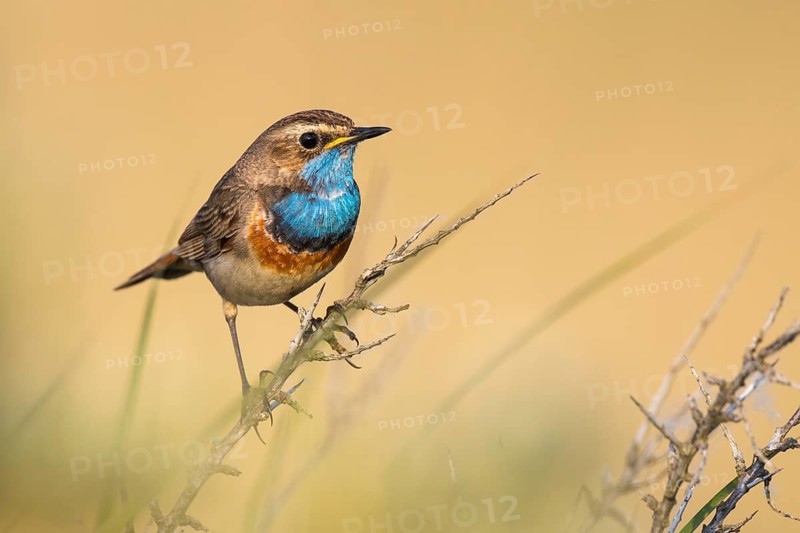 Bluethroat (Luscinia svecica cyanecula) male, Texel, Netherlands