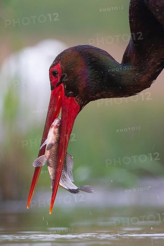 Black Stork (Ciconia nigra) with fish prey in beak, Pusztaszer, Hungary