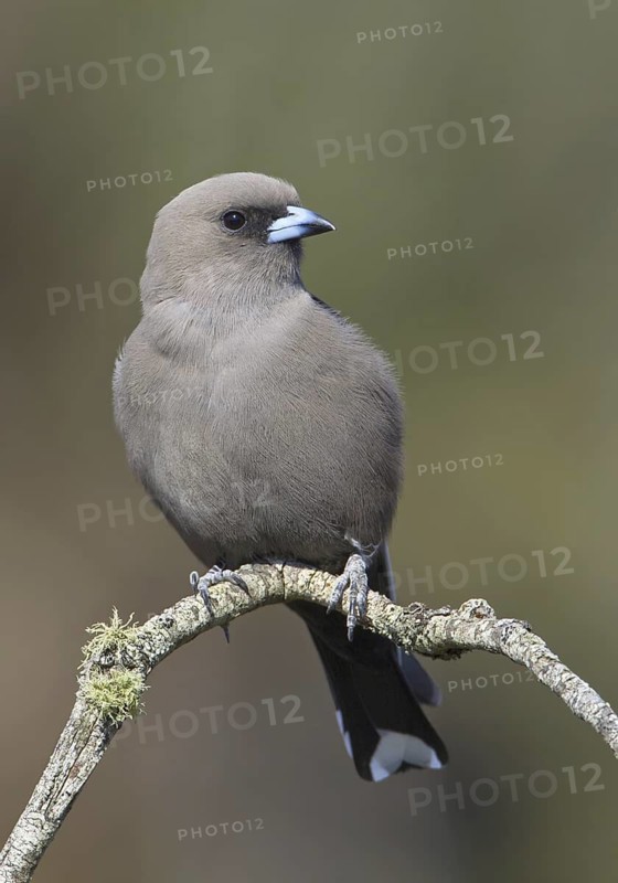 Dusky Woodswallow (Artamus cyanopterus), Victoria, Australia