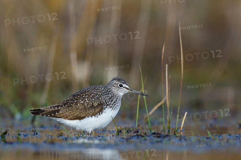 Common Sandpiper (Actitis hypoleucos) foraging, North Rhine-Westphalia, Germany