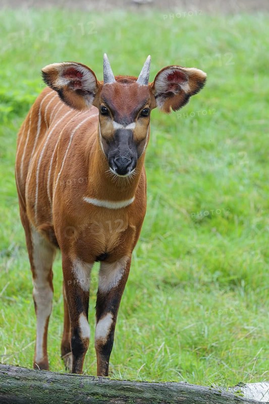 Portrait of an Eastern Bongo (Tragelaphus eurycerus isaaci)