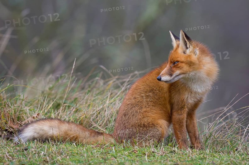 Red Fox (Vulpes vulpes) adult with cunning look, Netherlands
