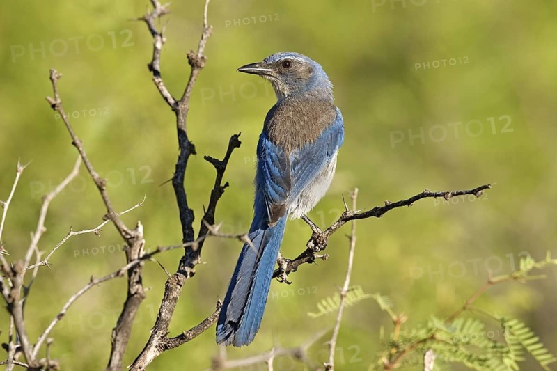 Woodhouse’s Scrub-Jay Aphelocoma woodhouseii Portal, Cochise County, Arizona, United States 25 May Adult Corvidae Formerly Western Scrub-Jay (Aphelocoma californica nevadae)