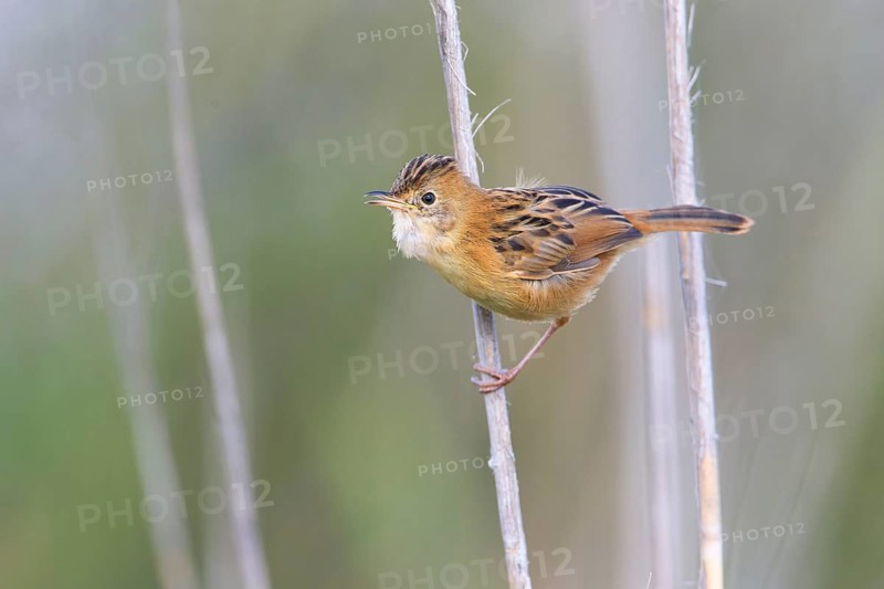 Golden-headed Cisticola (Cisticola exilis) female perched on reeds, Victoria, Australia