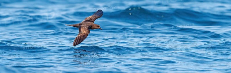 Jouanin Petrel, (Bulweria fallax), Tube-nosed Petrel, flight photo, biotope, habitat, foraging Salalah, Off Mirbat, Dhofar, Oman