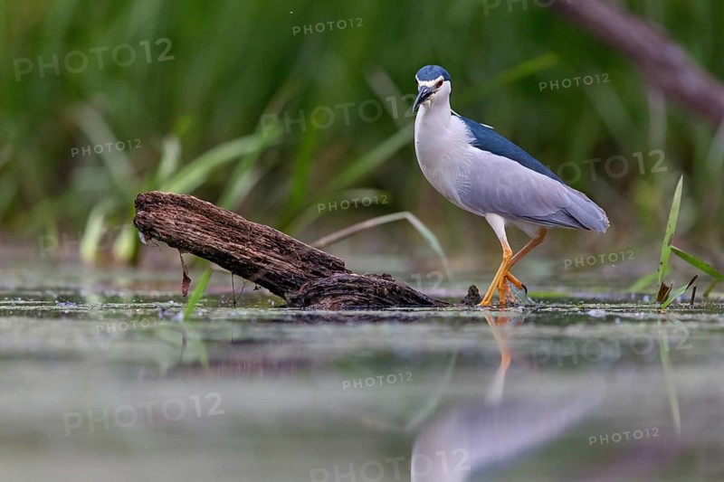 Black-crowned black crowned night heron (Nycticorax nycticorax), Bihoreau gris, HÈron bihoreau, Martinete Com?n, Ayn Razat, Salalah, Dhofar, Oman