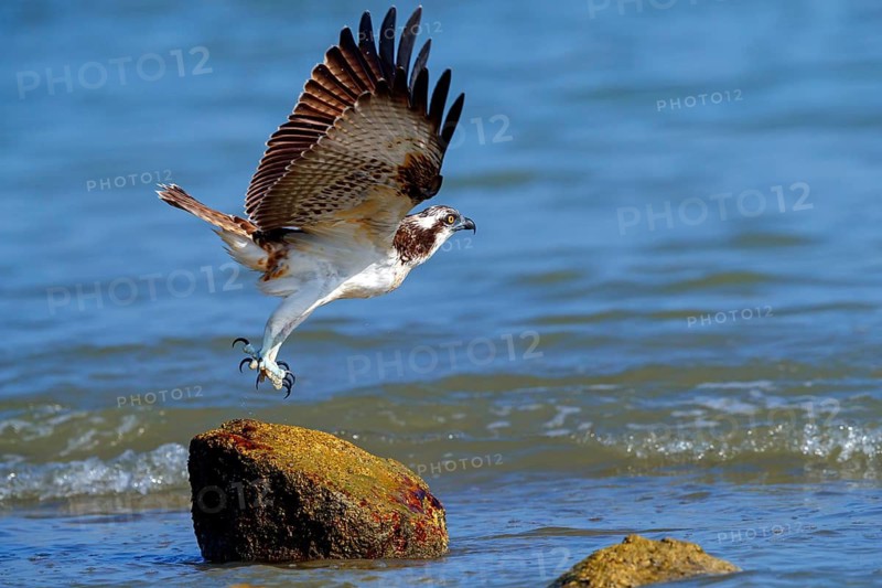 An osprey in search of food, (Pandiaon haliaetus), family of birds of prey, biotope, habitat, standing on a stone in the water, taking off for flight, Raysut, Salalah, Dhofar, Oman