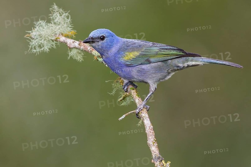 Golden-chevroned Tanager (Thraupis ornata) perched on a branch in the Atlantic rainforest of southeast Brazil